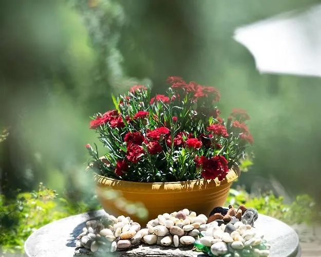 Chorostasi Pensión Parthenón